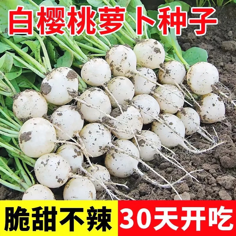 四季脆甜白樱桃萝卜水果萝卜种子生吃白皮白肉小萝卜阳台盆栽萝卜