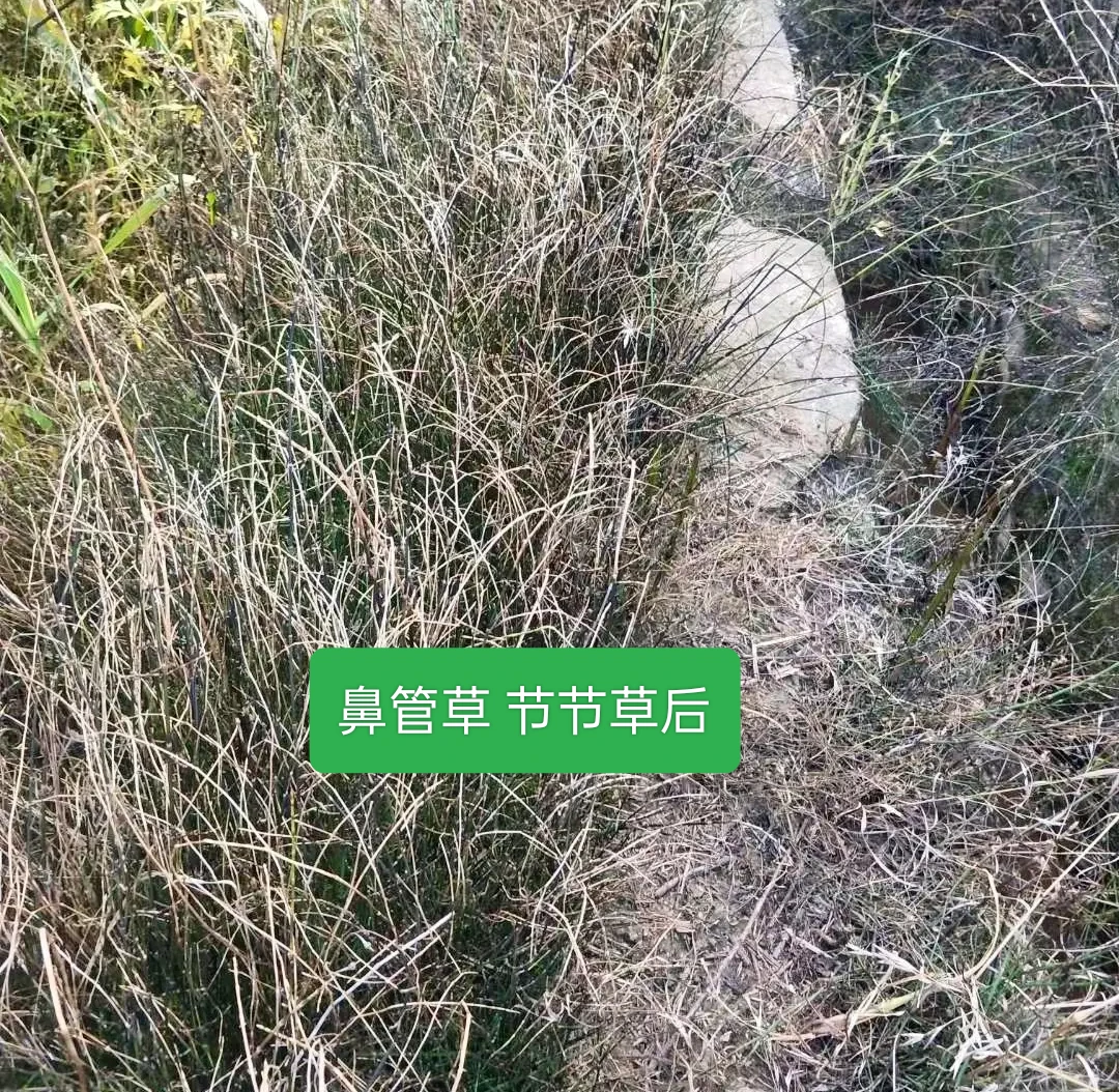 （拍一发四）节节草 鼻管草专用灭草
