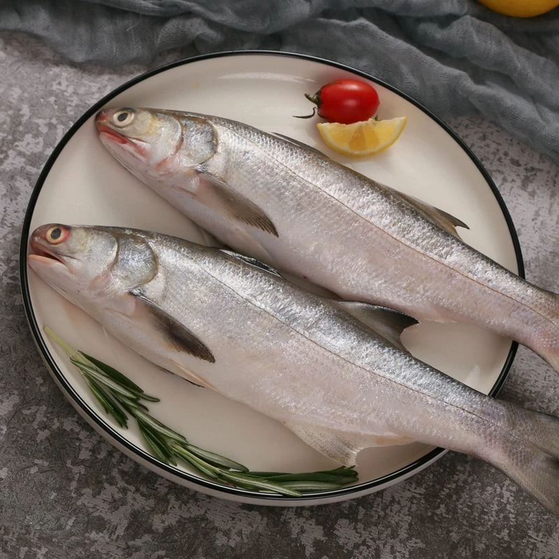 广东汕尾市本港午鱼（马友鱼）