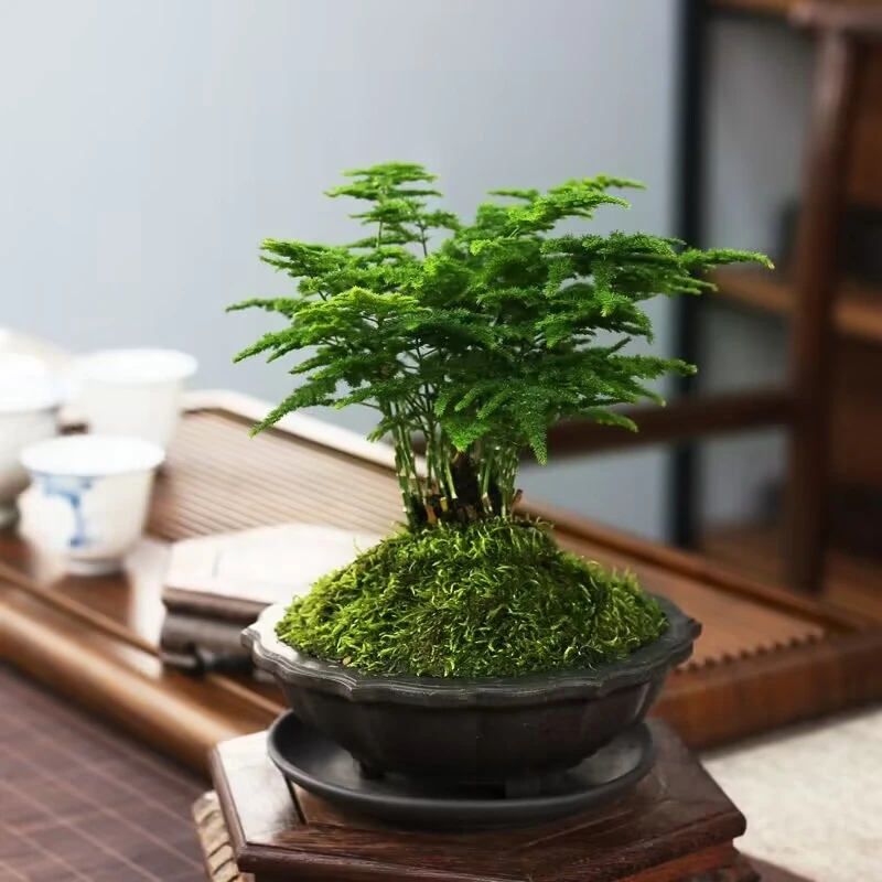 矮化文竹盆栽绿植花卉室内客厅好养迷你云片松文竹别名云竹盆景苗