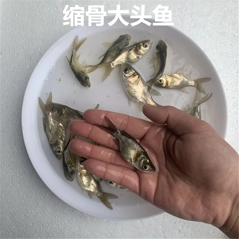 淡水缩骨大头鱼缩骨花鲢鱼缩骨鳙鱼缩骨胖头活体观赏养殖宠物水族