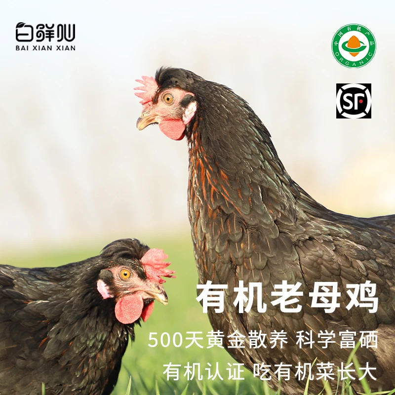 有机老母鸡散养土鸡农家走地鸡整只深山散养现杀顺丰包邮