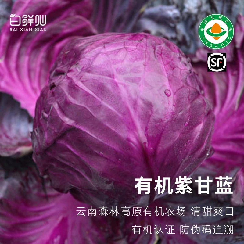 有机紫甘蓝紫包菜云南轻食沙拉新鲜有机蔬菜产地直发包邮