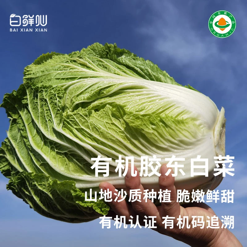 有机大白菜 真正纯有机蔬菜新鲜配送到家正宗山东白菜烹饪炖煮