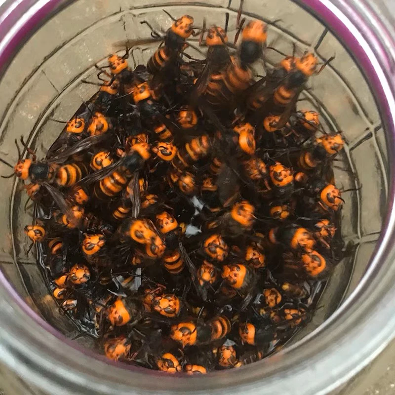 虎头蜂金环红娘黑尾老蜂一块一只（偏远地区不包邮）泡死发