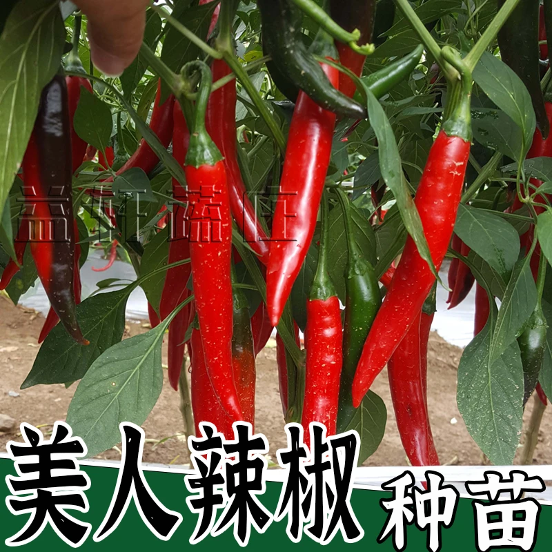 四季香辣美人辣椒秧苗青红辣椒苗早熟高产薄皮辣椒种苗阳台庭院苗