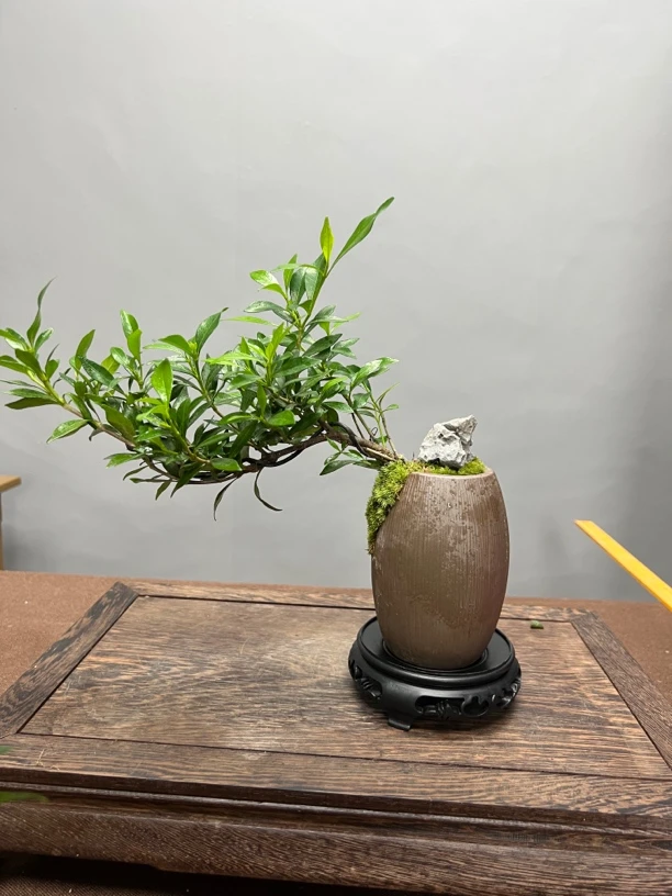 小叶四季栀子花微盆景