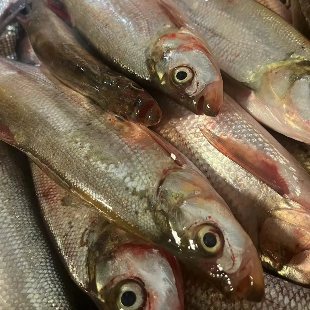 松花江野生大翘嘴鱼6斤一条