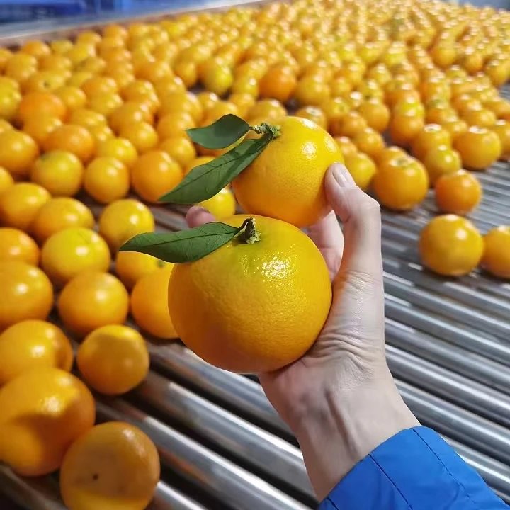 湖南永兴纯甜冰糖橙