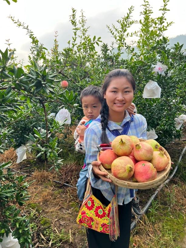 （顺丰快递）大凉山会理突尼斯软籽石榴