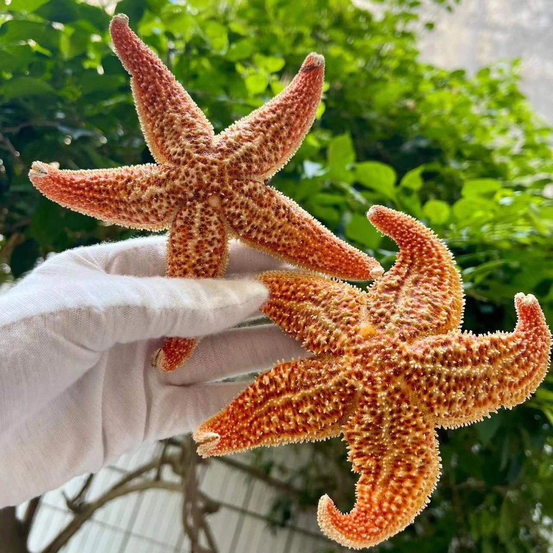 【壹叶埕】野生大海星小海星干泡酒煲汤喉咙脾胃不适海星干怎么吃