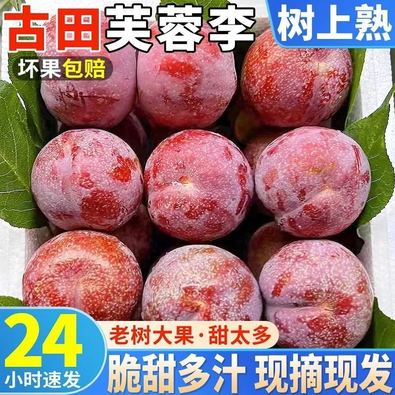 古田芙蓉李现摘新鲜李子红心李三华李桃形李酸甜脆李当季水果李子