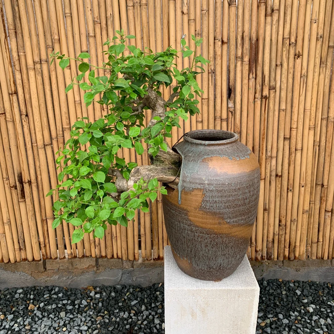 三角梅老桩盆景一物一拍通用链接 精品造型盆栽 以直播间截图为准