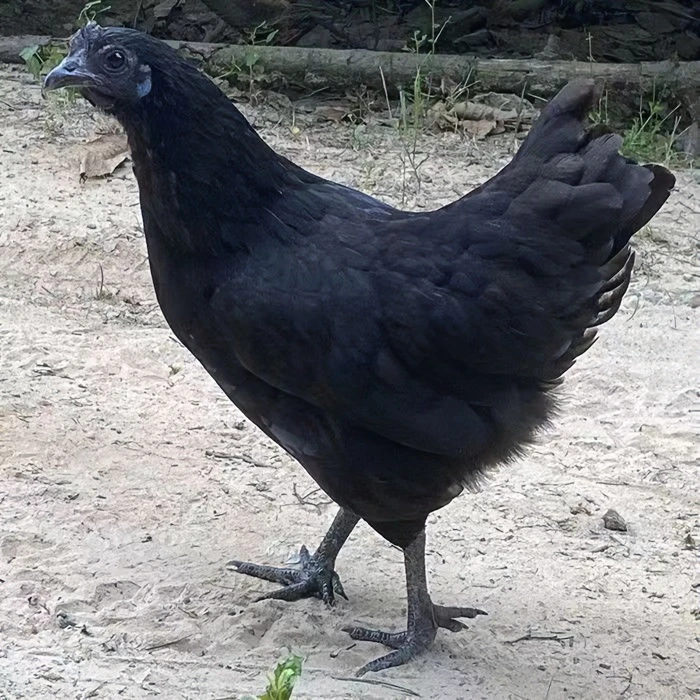 五黑鸡绿壳蛋鸡下蛋鸡一斤左右