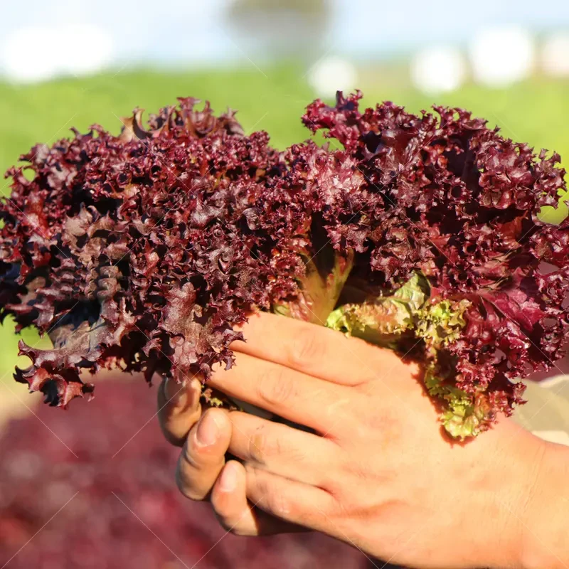 紫叶生菜种子四季播特色阳台庭院种植紫色