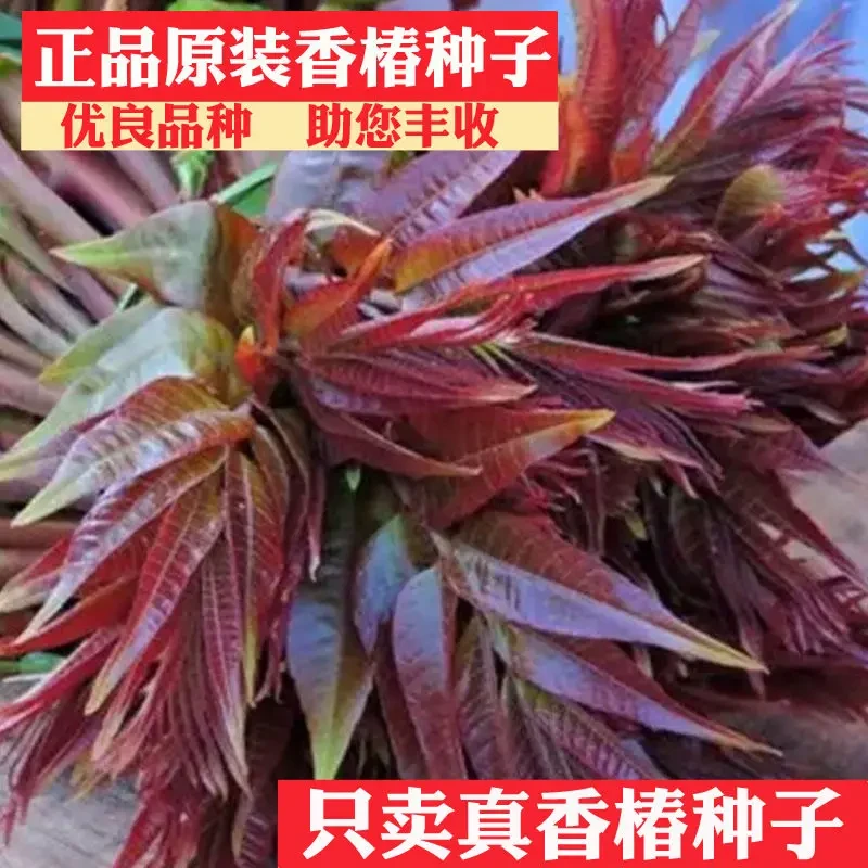香椿种子速生红油红叶香春芽苗菜蔬菜种子四季播农家阳台