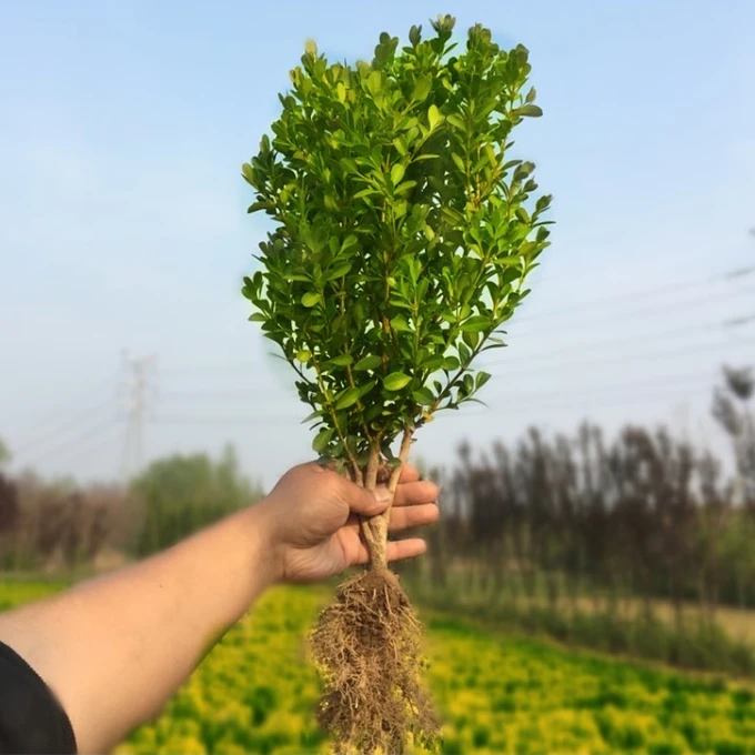 瓜子黄杨苗小叶黄杨苗黄杨树苗万年青庭院绿篱盆景树桩独杆黄杨球