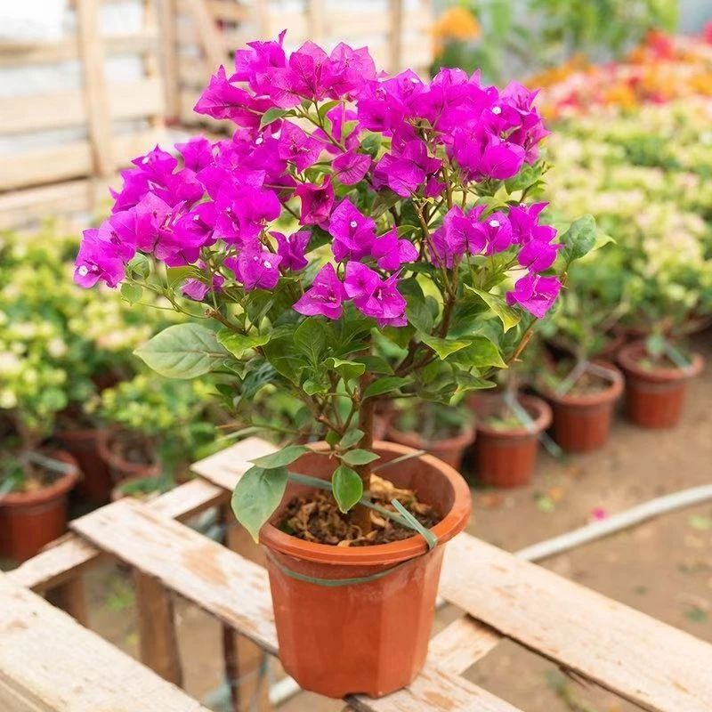 顺丰包邮【9云南紫带花】三角梅四季开花阳台庭院爬藤盆景盆栽开花