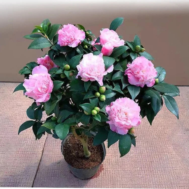 重瓣带花苞茶花盆栽树苗香妃山茶花四季花卉绿植室内庭院