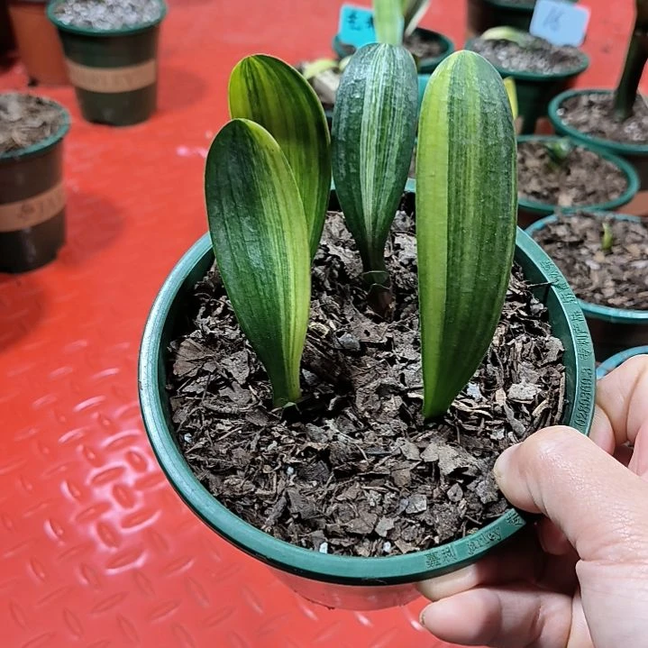 君子兰四季开花稀释甲醛