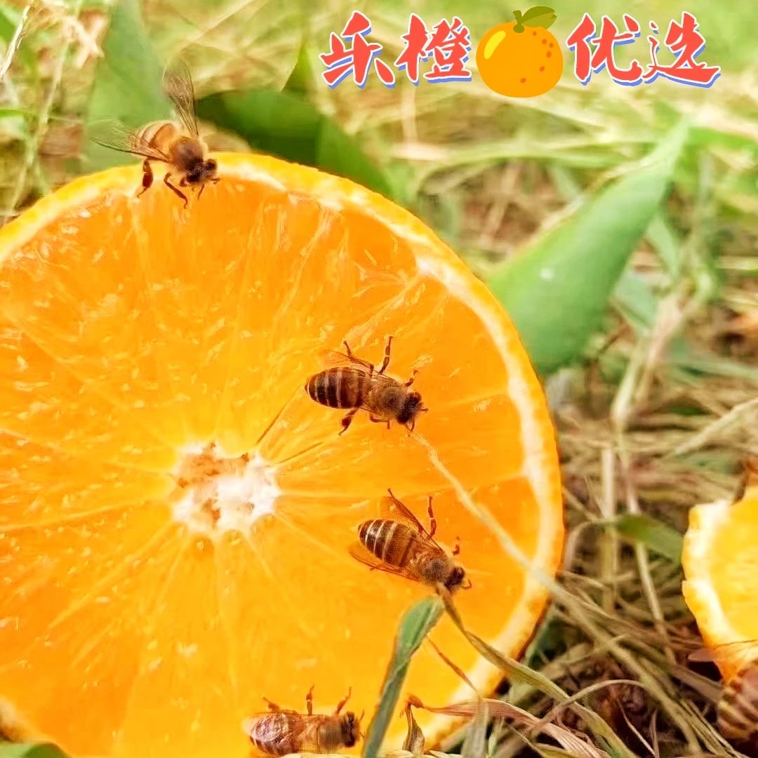 正宗赣南脐橙 自家果园 鲜摘鲜发 原生态纯天然 不催熟不打蜡