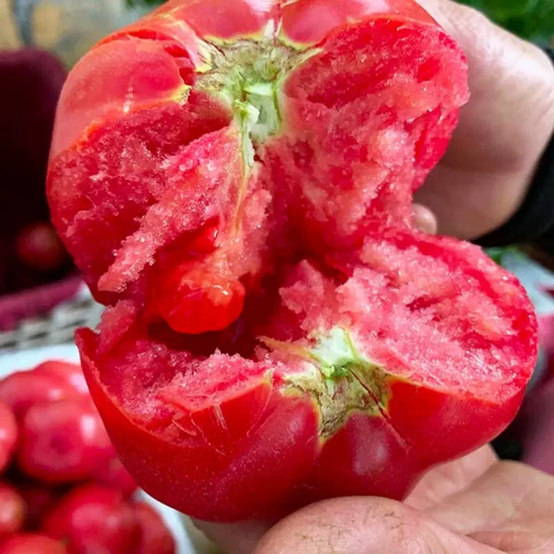 【京东快递】攀枝花沙瓤西红柿新鲜蔬菜沙瓤番茄净重5斤新鲜番茄