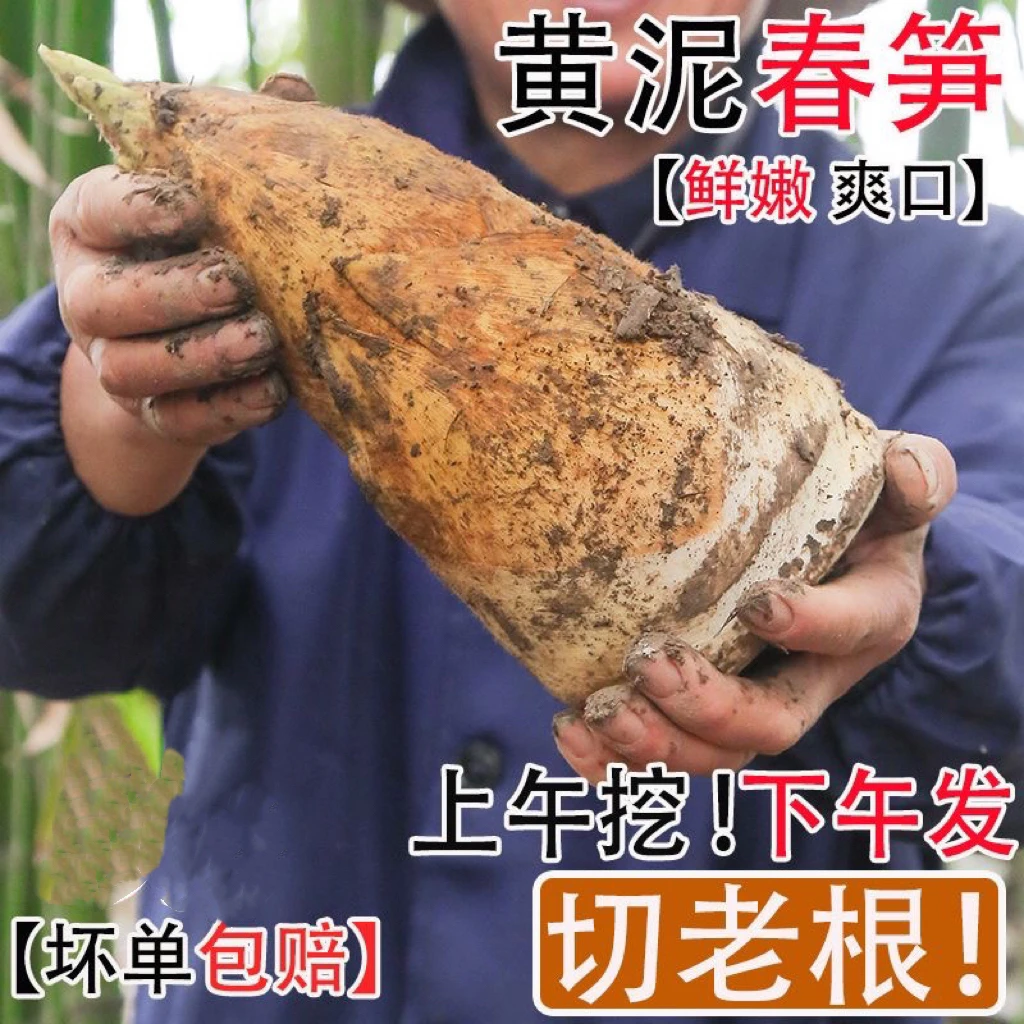 2024年新鲜竹笋高山野生毛竹笋现挖黄泥笋纯天然春笋