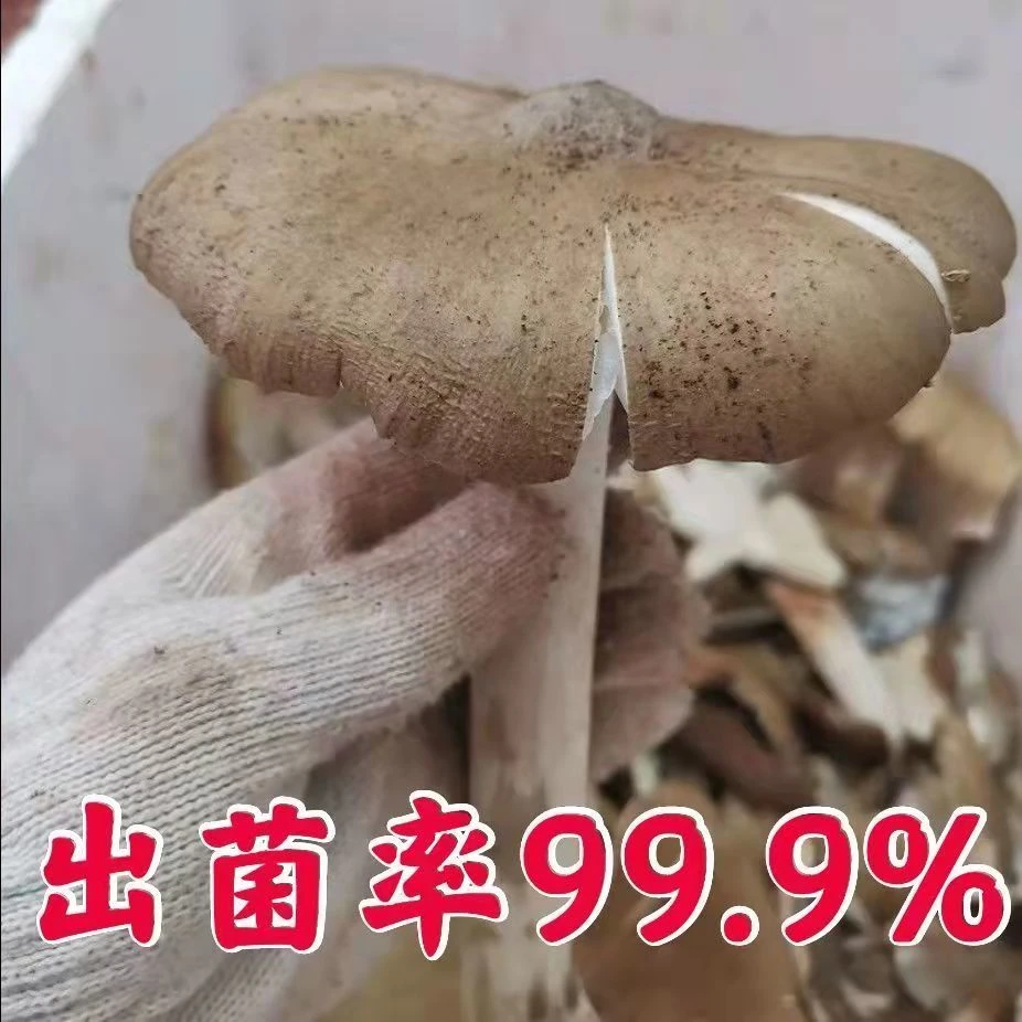 云南省鸡枞菌种子食用菌菇包伞菇荔枝菌三塔菌阳台户外庭人工种植