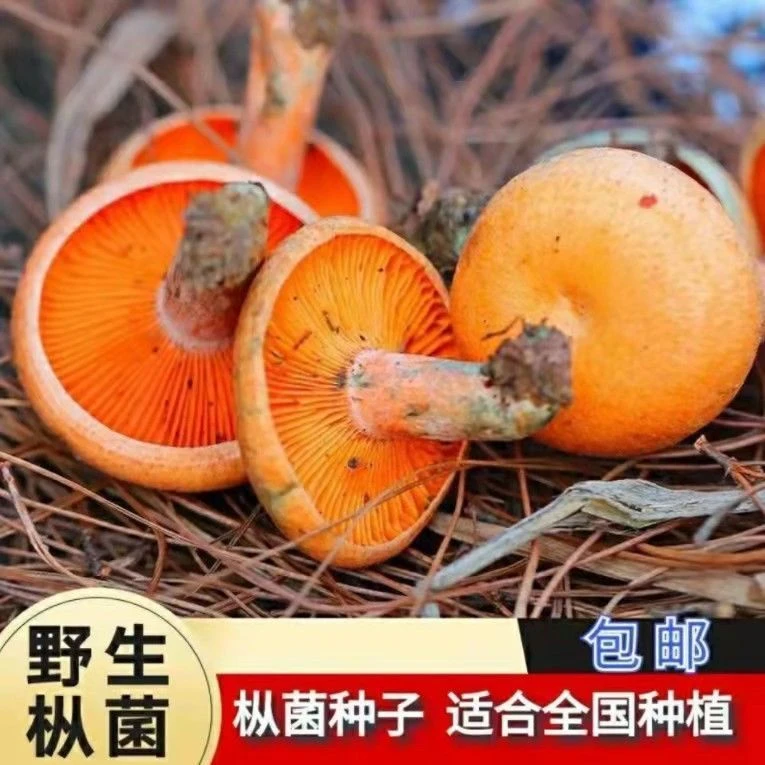 人工松树菌新鲜菌种包乌枞菌菌包丛树菌寒菌松菌松菌四季菌种家种