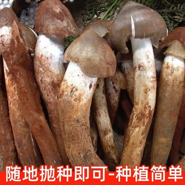 粗柄白皮鸡枞菌种盆景盆栽人工斗鸡公四季种伞把菇三塔菌鸡枞菇
