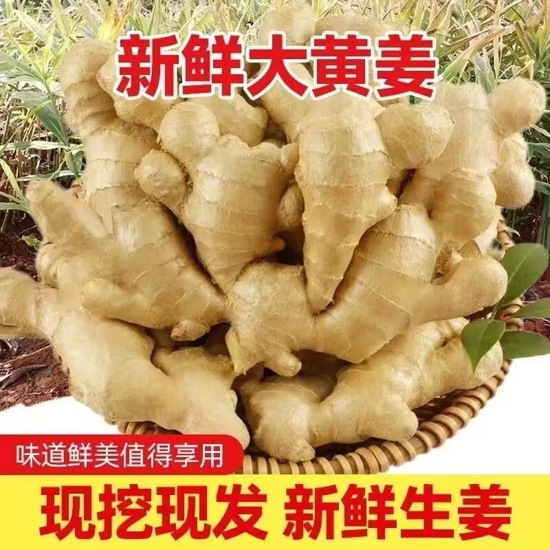 正宗产地大黄姜现挖现发生姜老姜农家自种9斤大姜老姜母鲜姜包邮