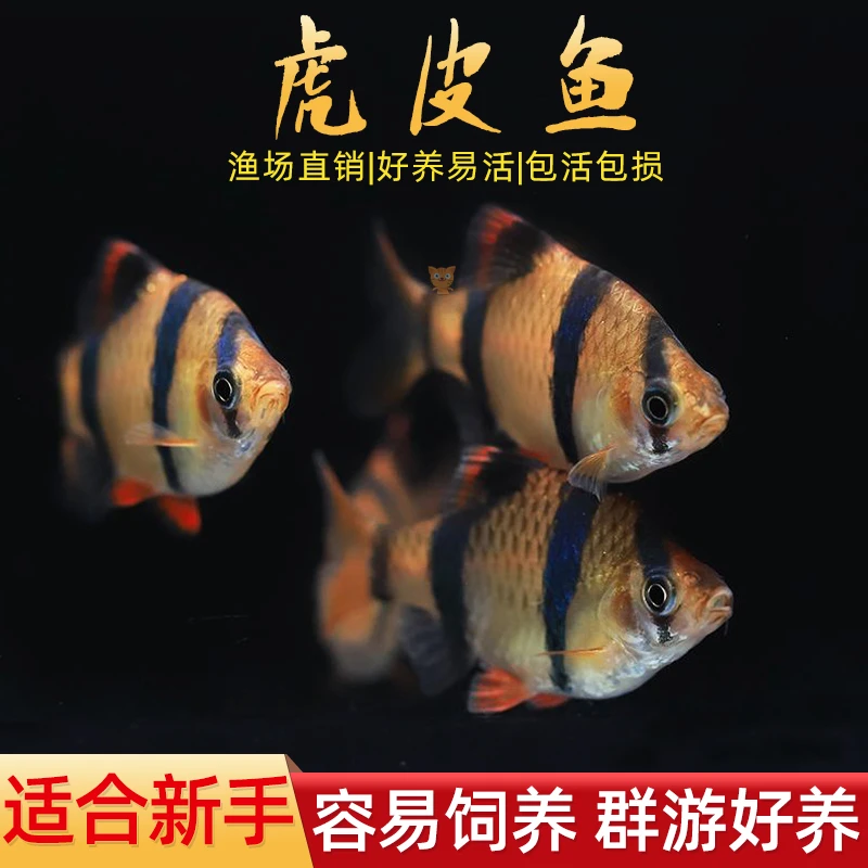 新手好养虎皮鱼荧光虎皮绿虎皮热带鱼观赏鱼小型活体鱼宠物鱼耐活