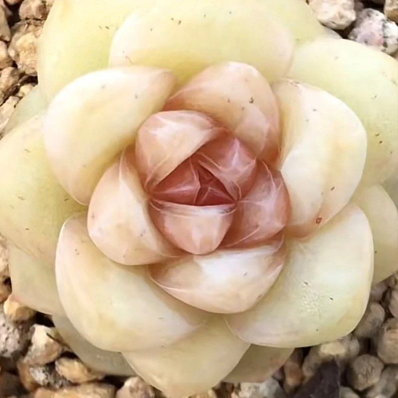 一号直播用 多肉植物 60以上