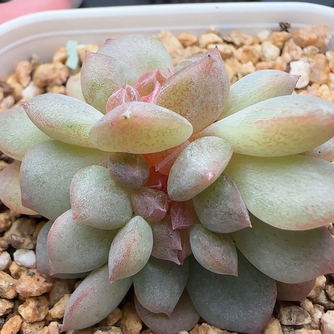 【满39包邮非偏远】缀化070