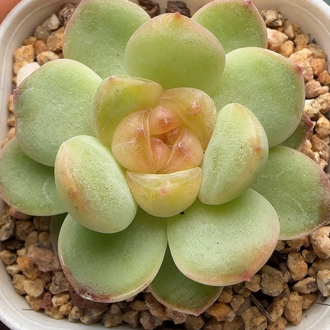 【满39包邮非偏远】024