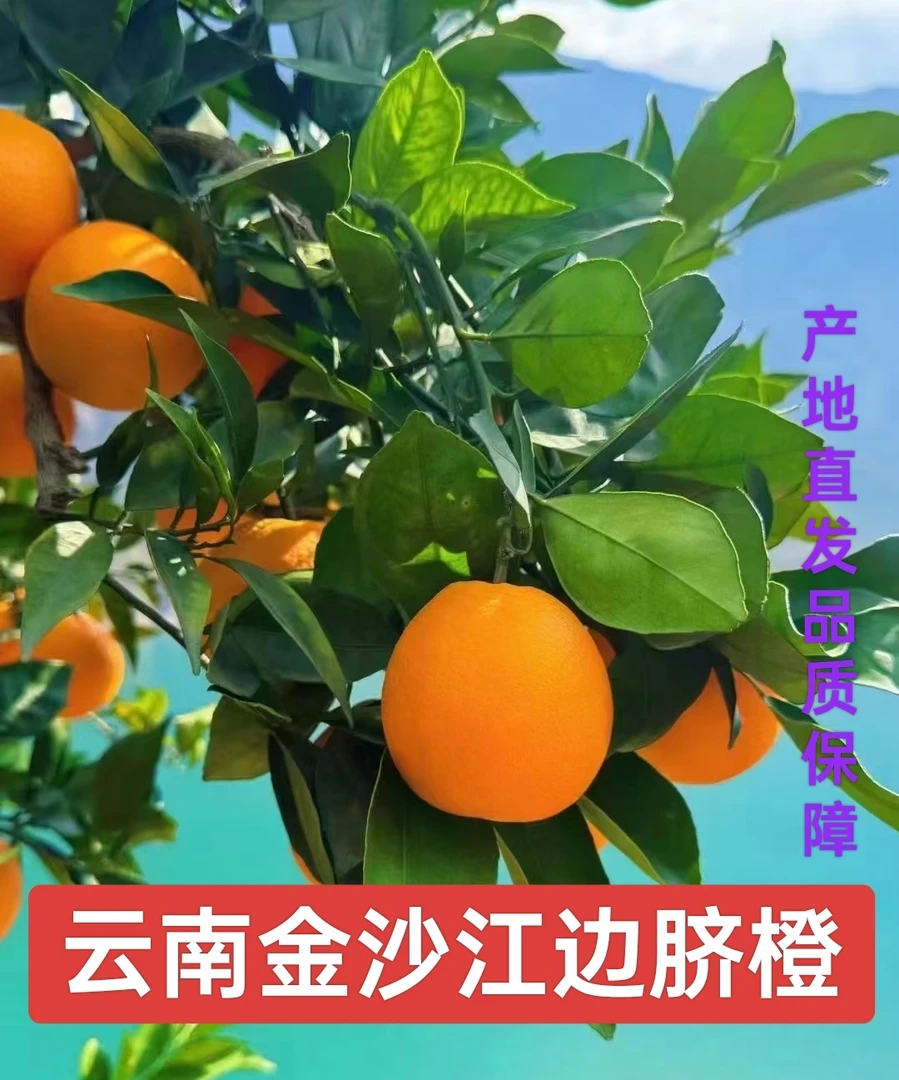 云南金沙江边脐橙(钮荷儿)产地直发新鲜当季水果