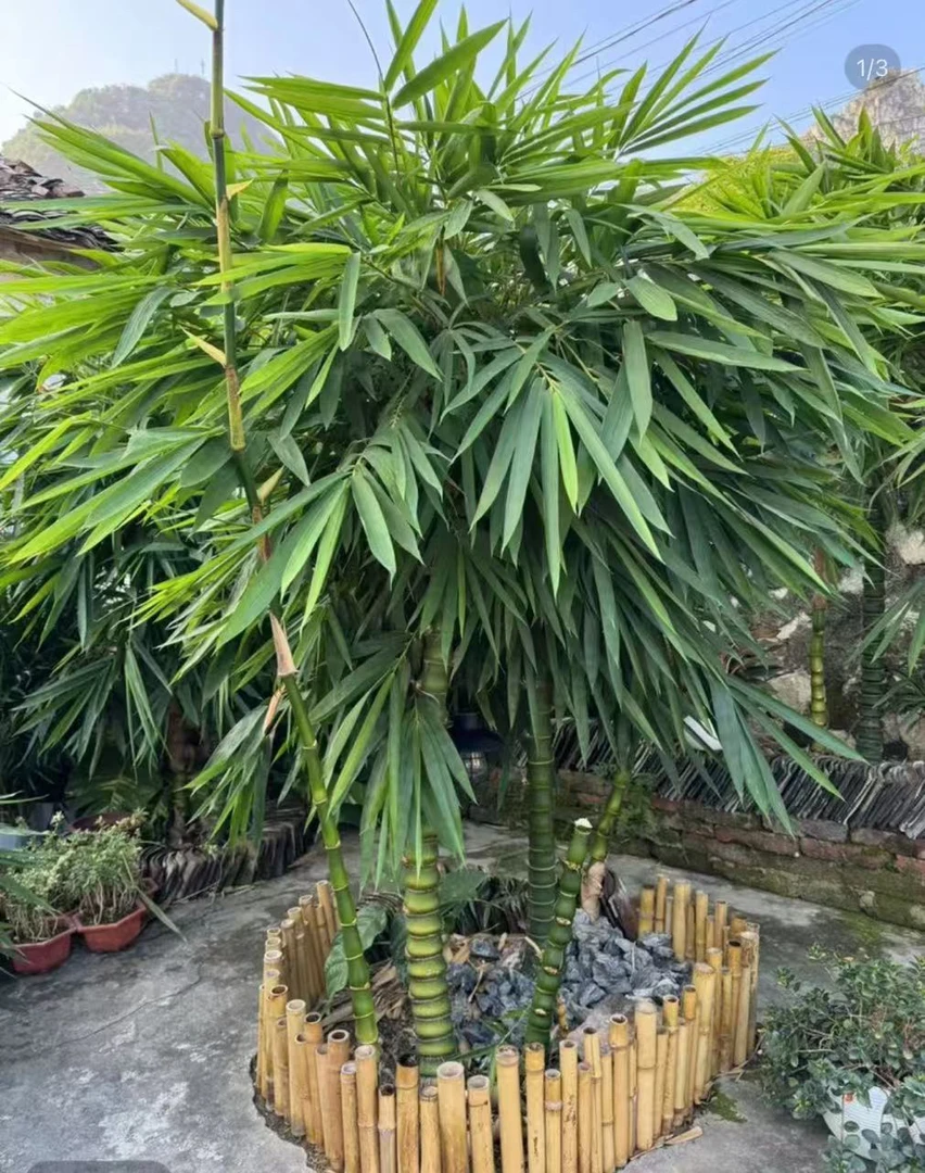 翡翠佛肚竹好种好养