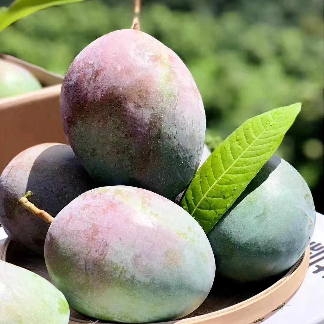 【凯特芒果】两个（总店）