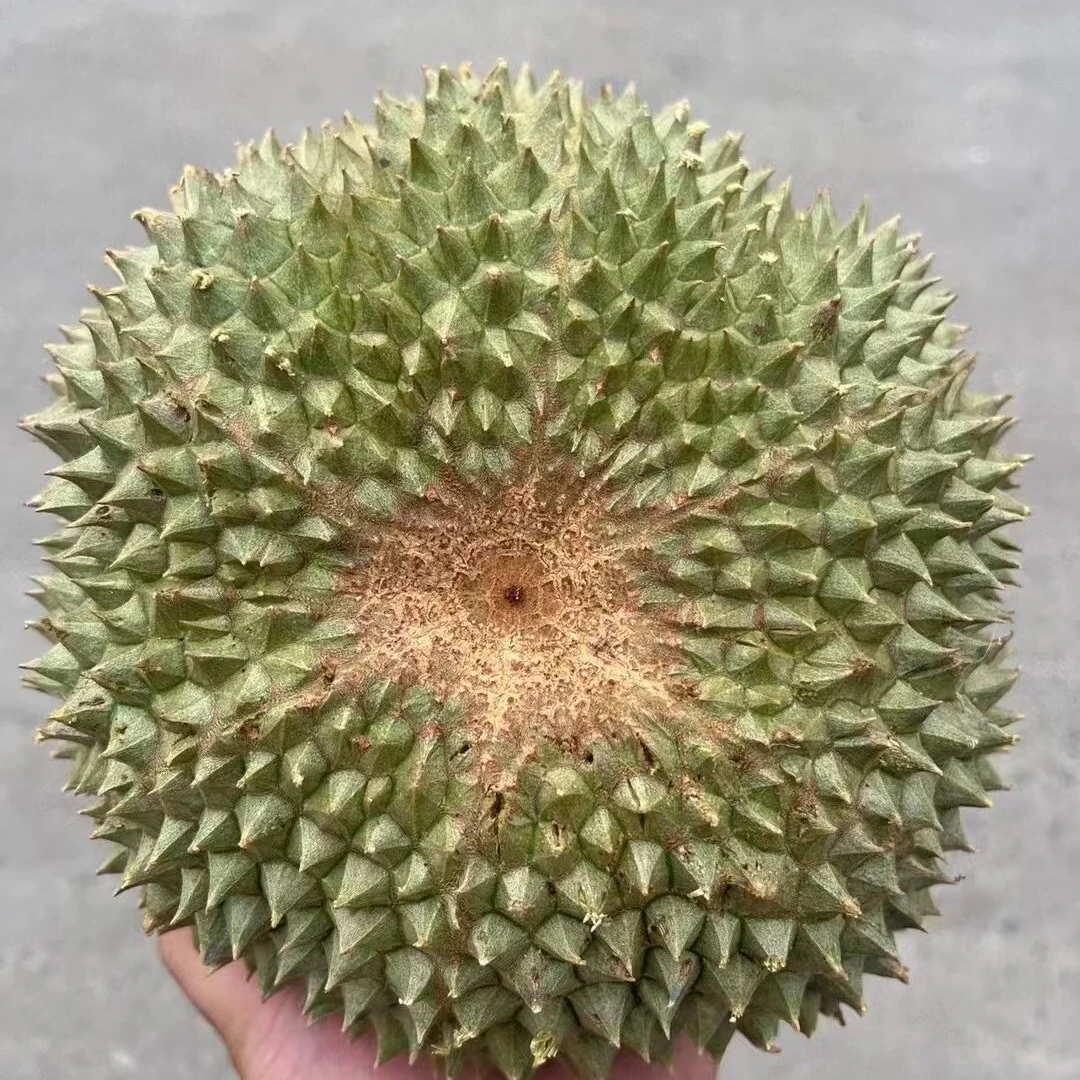 【一物一拍，马来西亚黑刺】上海同城小时达（三林店）