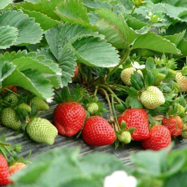 奶油香野红颜草莓苗盆栽地栽阳台南北方种植当年结果