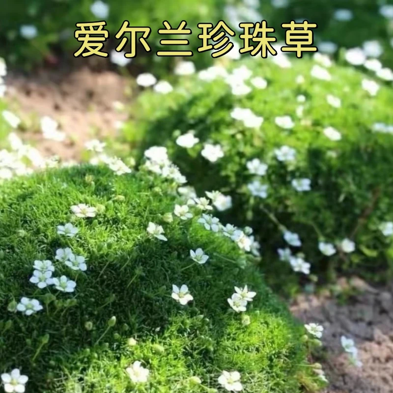 爱尔兰珍珠草四季常绿草坪庭院景观盆栽绿化多年生宿根易成活