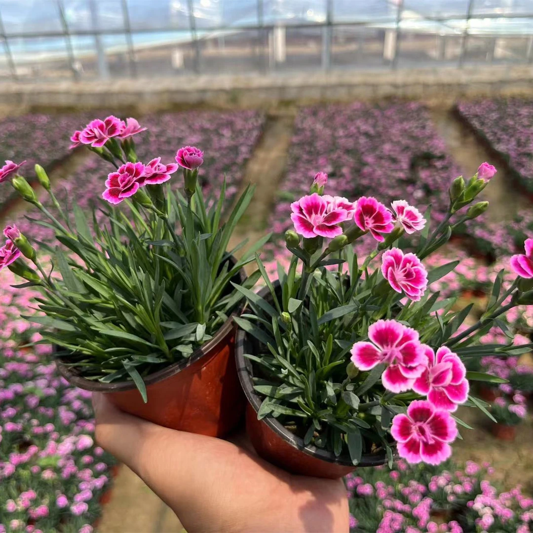 初吻石竹欧石竹花苗四季开花草坪耐寒耐旱多年生庭院盆栽绿化宿根