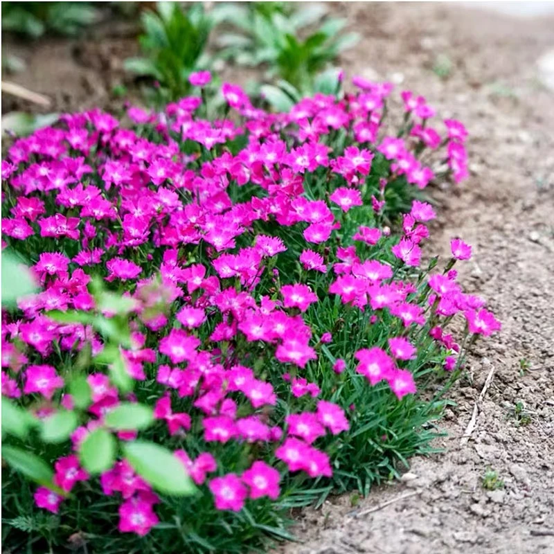 欧石竹花苗四季开花草坪多年生耐寒耐旱庭院盆栽绿化宿根易成活