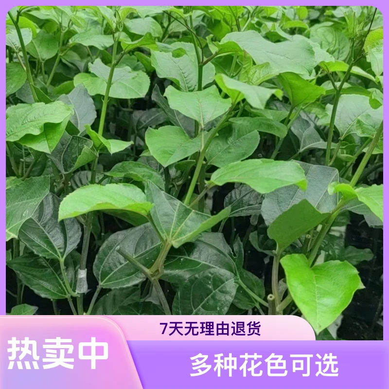 纯甜九号黄金百香果嫁接苗南方果树种植庭院阳台爬藤果树四季结果