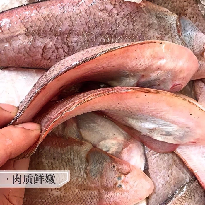 新鲜龙利鱼牛舌踏板舌头鲜活舌鳎鱼特大号踏板鱼海鲜包邮冷冻食用