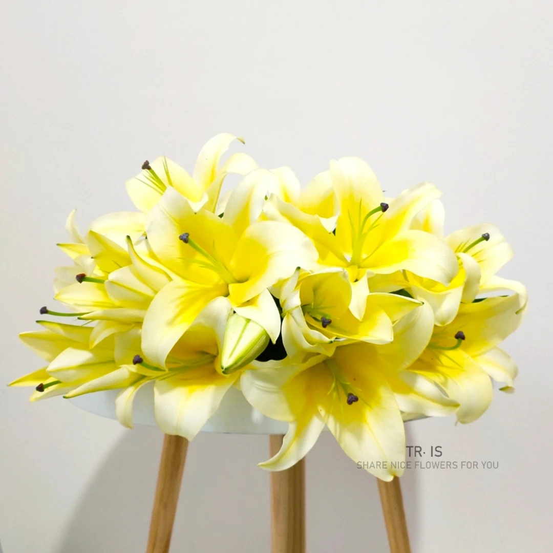 黄百合12朵鲜切花水养云南直发