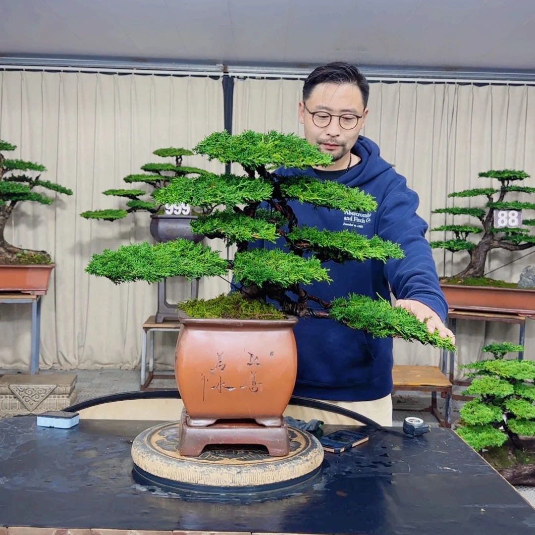 济州松柏盆景男*济州松柏盆景