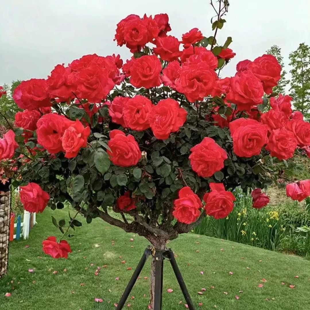 3公分树桩月季国月大花 红色粉色双色