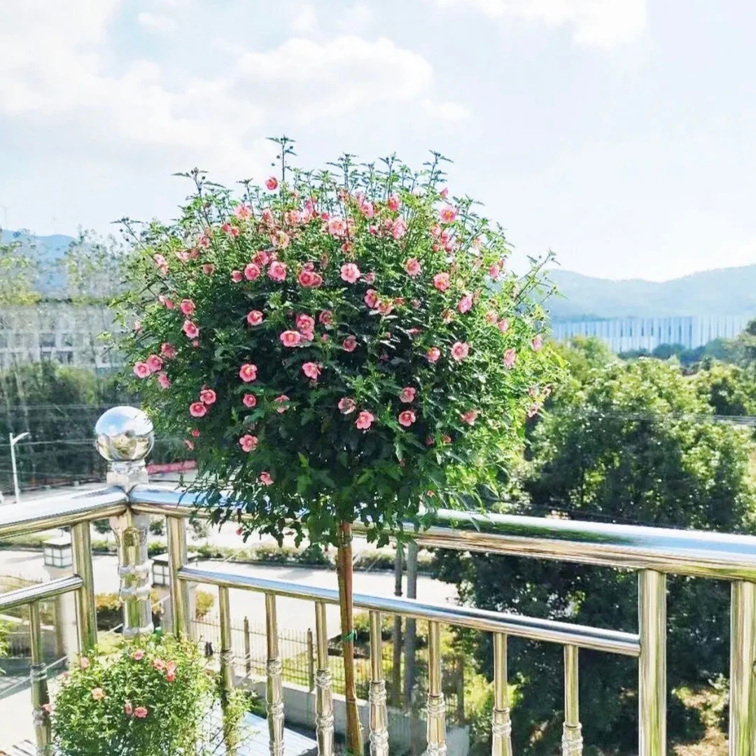 小木槿棒棒糖蓝色微草莓粉色花丛生四季开花阳台庭院植物
