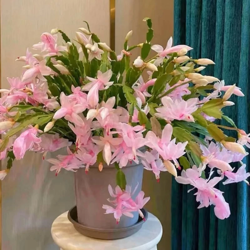 ［整盆］白玛丽蟹爪兰原盆原土带花苞带花架带花盆